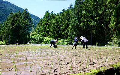 田植え体験