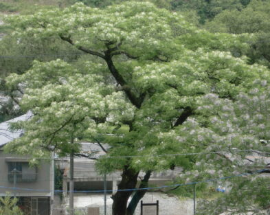 5/15(日) 白花せんだんのお花見