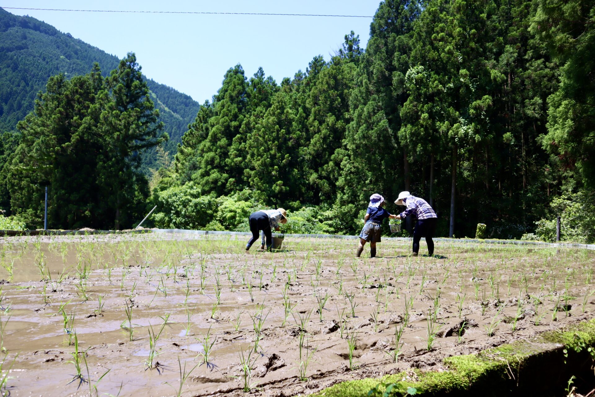 田植え体験/稲刈り体験