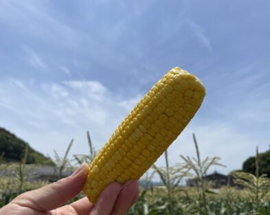 枝川きび街道オープン　※今年の収穫は終了しました。