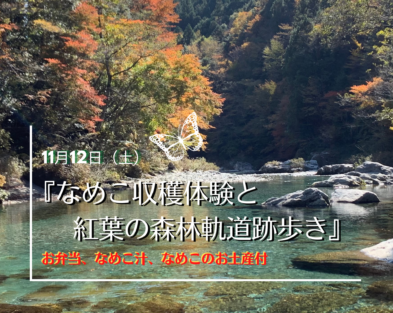 11/12 (土)『なめこ収穫体験と紅葉の森林軌道跡歩き』