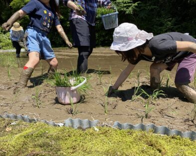 5/25（土）田植え体験　参加者募集！