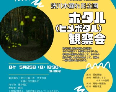5/25(日)　波川木漏れ日公園ホタル（ヒメボタル）観察会