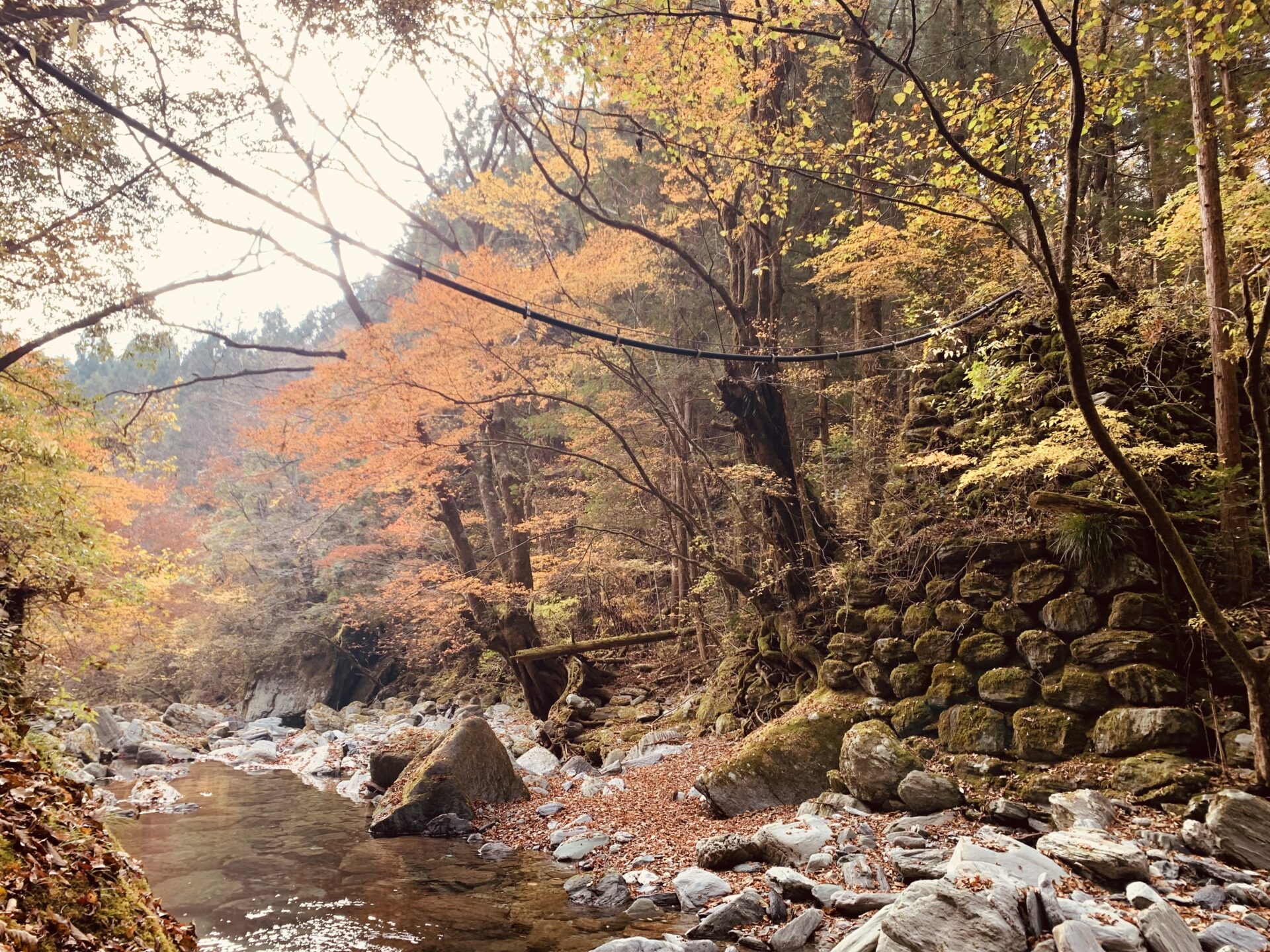 吉野川源流の森林軌道と山の恵みを楽しむツアー
